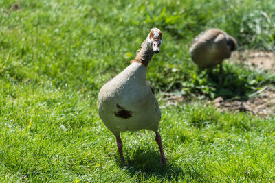 Duck in a field