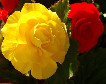 Close-up of yellow rose blooming outdoors