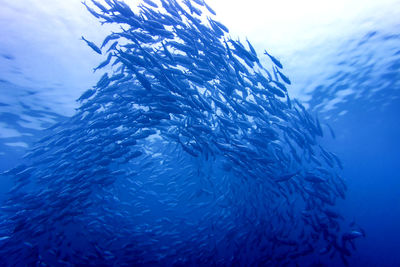 School of fish swimming in sea