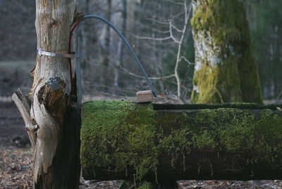 Close-up of rusty tree trunk