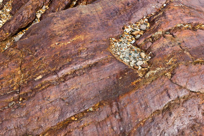 Close-up of lizard on rock