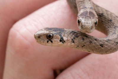 Close-up of a turtle