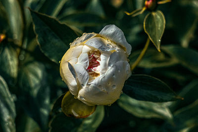 Close-up of snail on plant