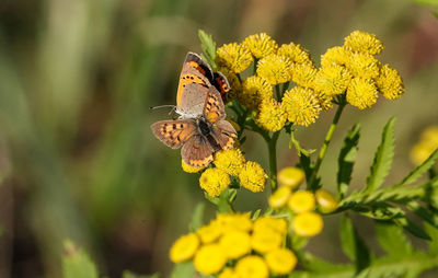 Butterfly on yellow flower