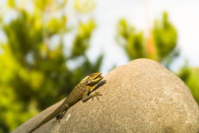 Close-up of lizard on rock