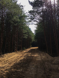 Dirt road along trees in forest