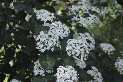 Close-up of white flowering plants