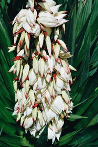 Close-up of flowers blooming outdoors