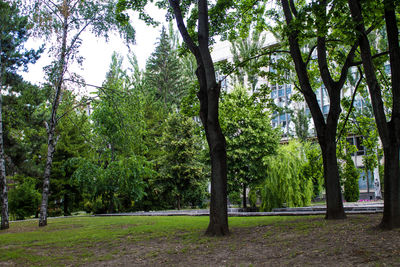 Trees in forest