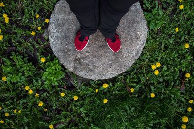 Low section of person standing on yellow flowering plants