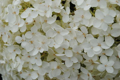 Full frame shot of white flowers