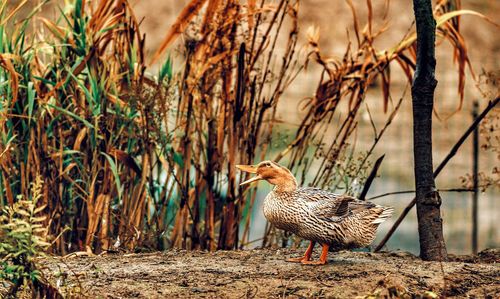 View of birds on land