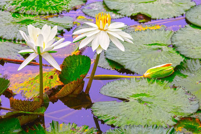 Close-up of lotus water lily in lake