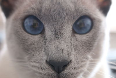 Close-up portrait of siamese cat