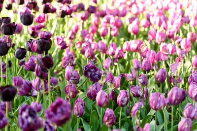 Close-up of pink tulips