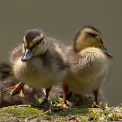 Close-up of two baby duck