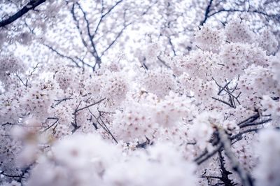 Low angle view of cherry blossoms
