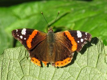 Butterfly on leaf