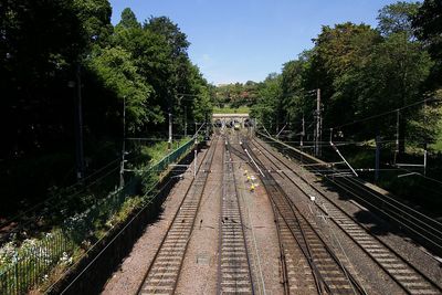 Railroad tracks along trees and plants