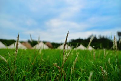 Close-up of grass on field against sky