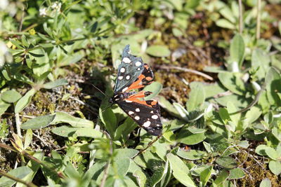 Butterfly on plant