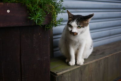 Portrait of cat sitting on wood