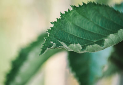 Close-up of fresh green leaves