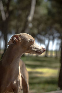 Close-up of dog