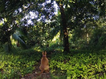 Cat sitting on tree