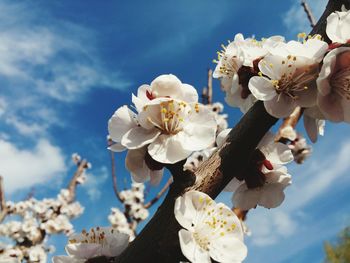 Low angle view of apple blossoms in spring against sky