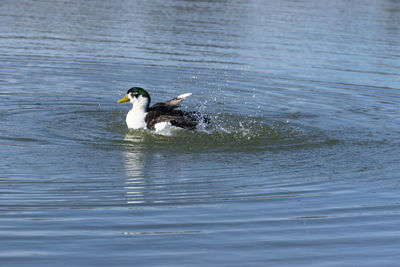 View of birds in calm water