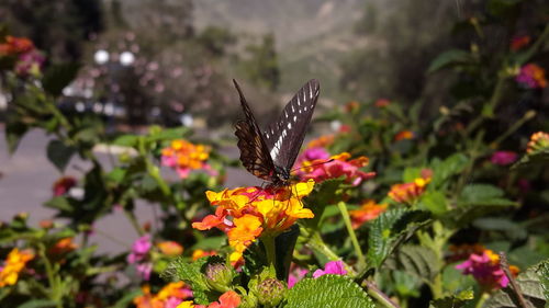 Butterfly pollinating on flower in park