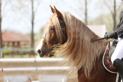 Close-up of horse standing outdoors