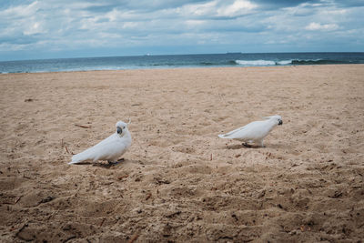Seagulls on beach
