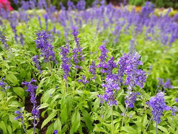 Close-up of purple flowering plants on field