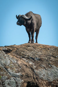 Low angle view of buffalo on rock against sky