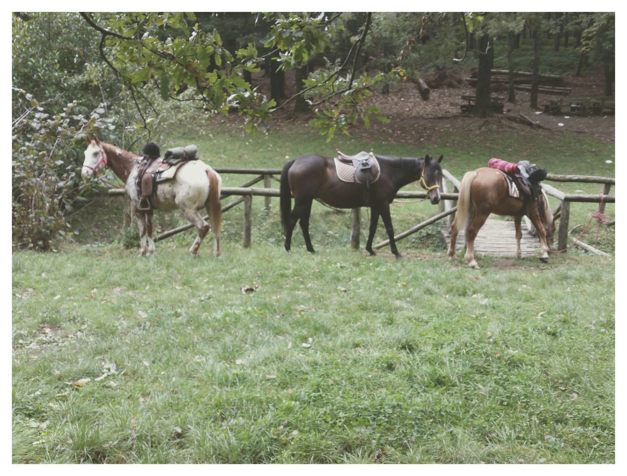 Nature&horses