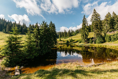 Panoramic view of pine trees by lake against sky