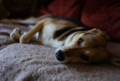 Close-up of dog resting on bed