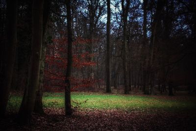 Trees in forest