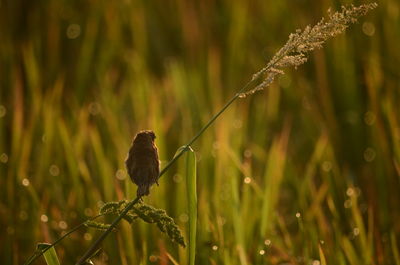 Close-up of bird perching on grass