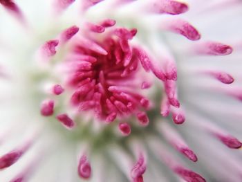 Close-up of pink flower