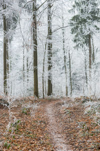 Trees in forest