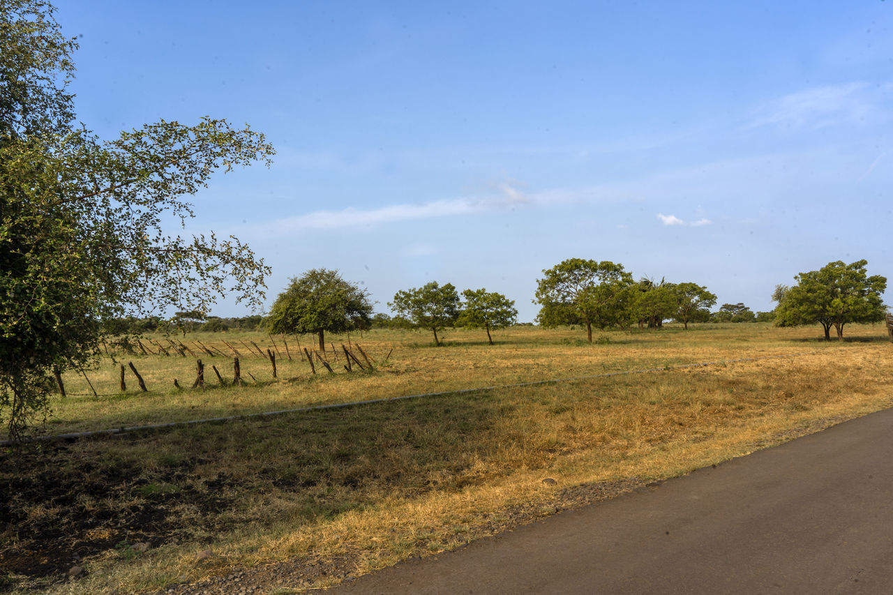 SCENIC VIEW OF ROAD AMIDST TREES AGAINST SKY