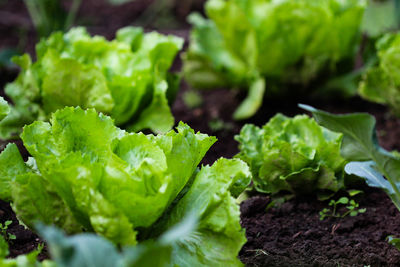 Close-up of fresh green leaf