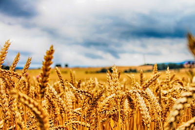 Close-up of stalks in field against the sky