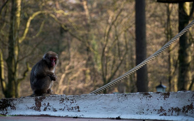 Monkey on farm