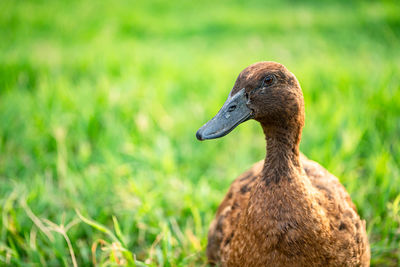 Close-up of duck on field