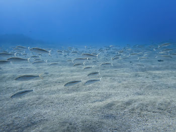 Aerial view of sea