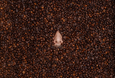 High angle view of coffee beans